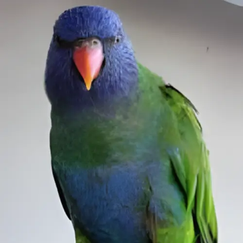 Blue-Fronted Rainbow Lorikeet