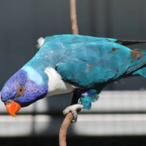 Blue Rainbow Lorikeet