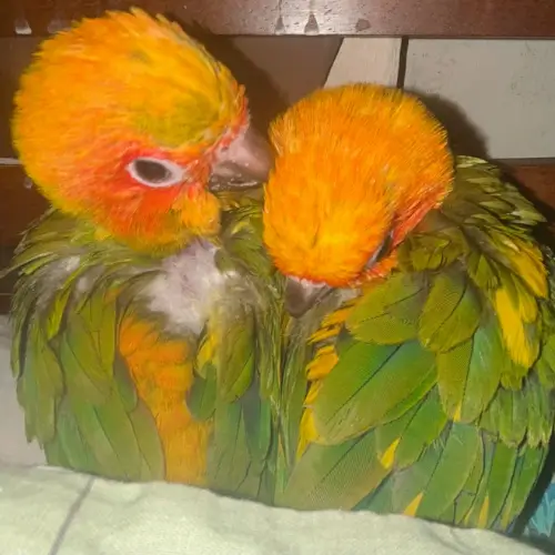 Bonded / Breeding Pairs