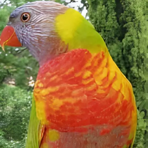 Dilute Rainbow Lorikeet