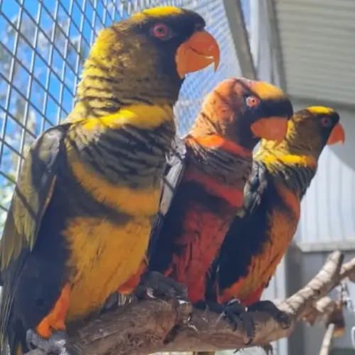 Dusky Rainbow Lorikeet