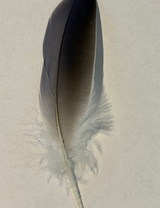 Feather- B60