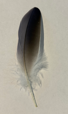 Feather- B60