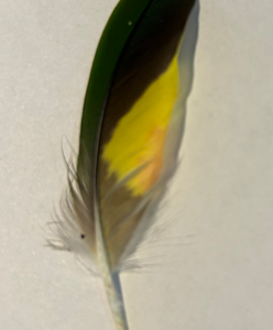 Feathers- C02