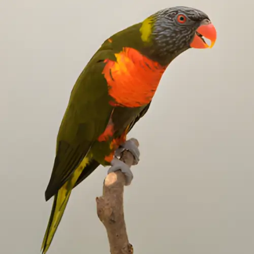 Gray-Green Rainbow Lorikeet