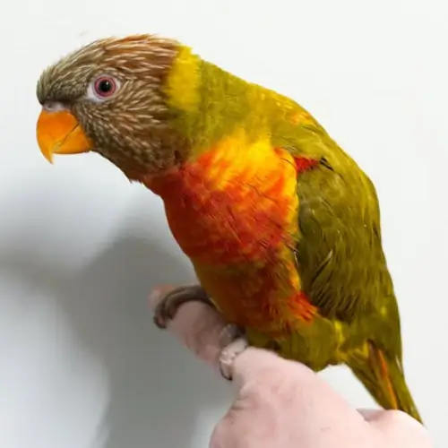 Mustard Rainbow Lorikeet