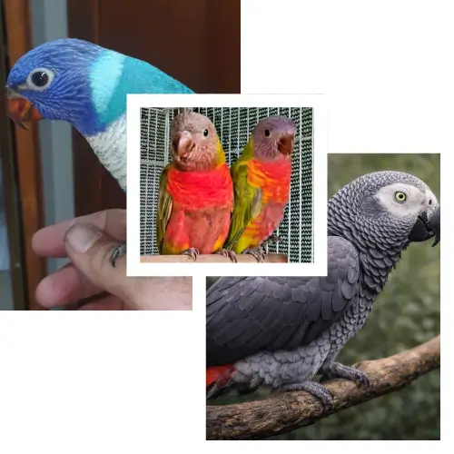 three pictures of birds