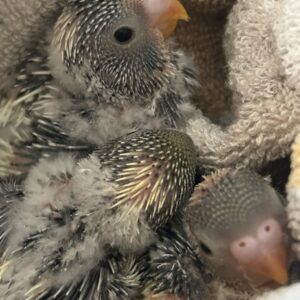 Rainbow Budgie Babies
