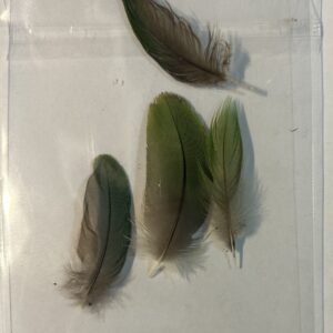 Feathers- D43