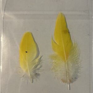Feathers- D44