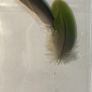Feathers- D45