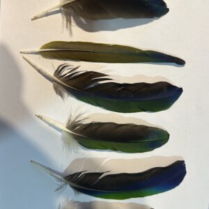 Feathers- B63