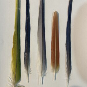 Feathers- B64