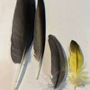 Feathers- B62