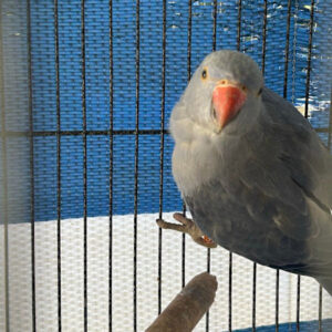Violet Split Pied Ringneck Cock
