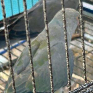 Violet Green Pied Ringneck