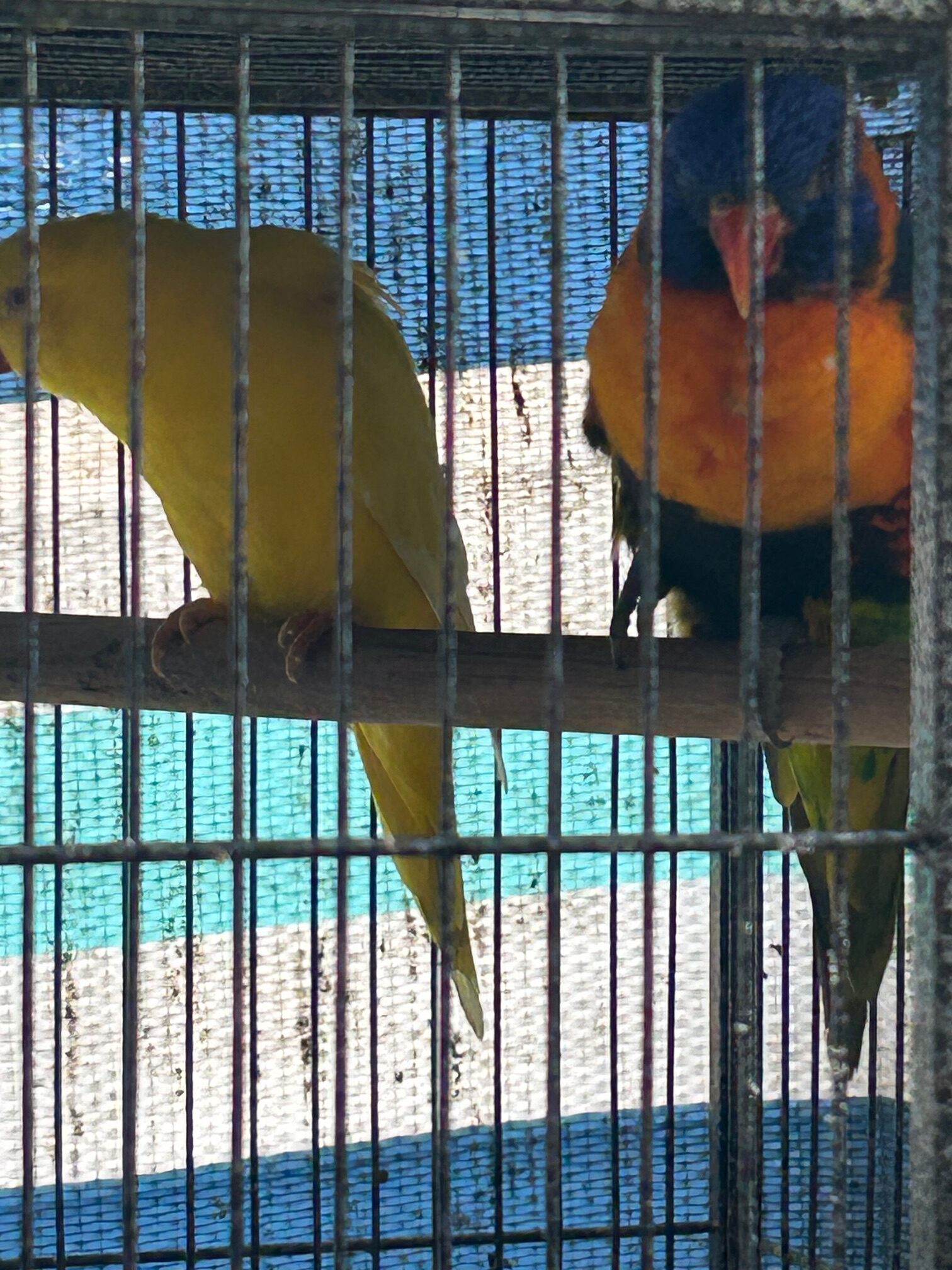 Best Friends- Rainbow Hen & Scaly Breasted Lorikeet- Lutino Hen - Image 2