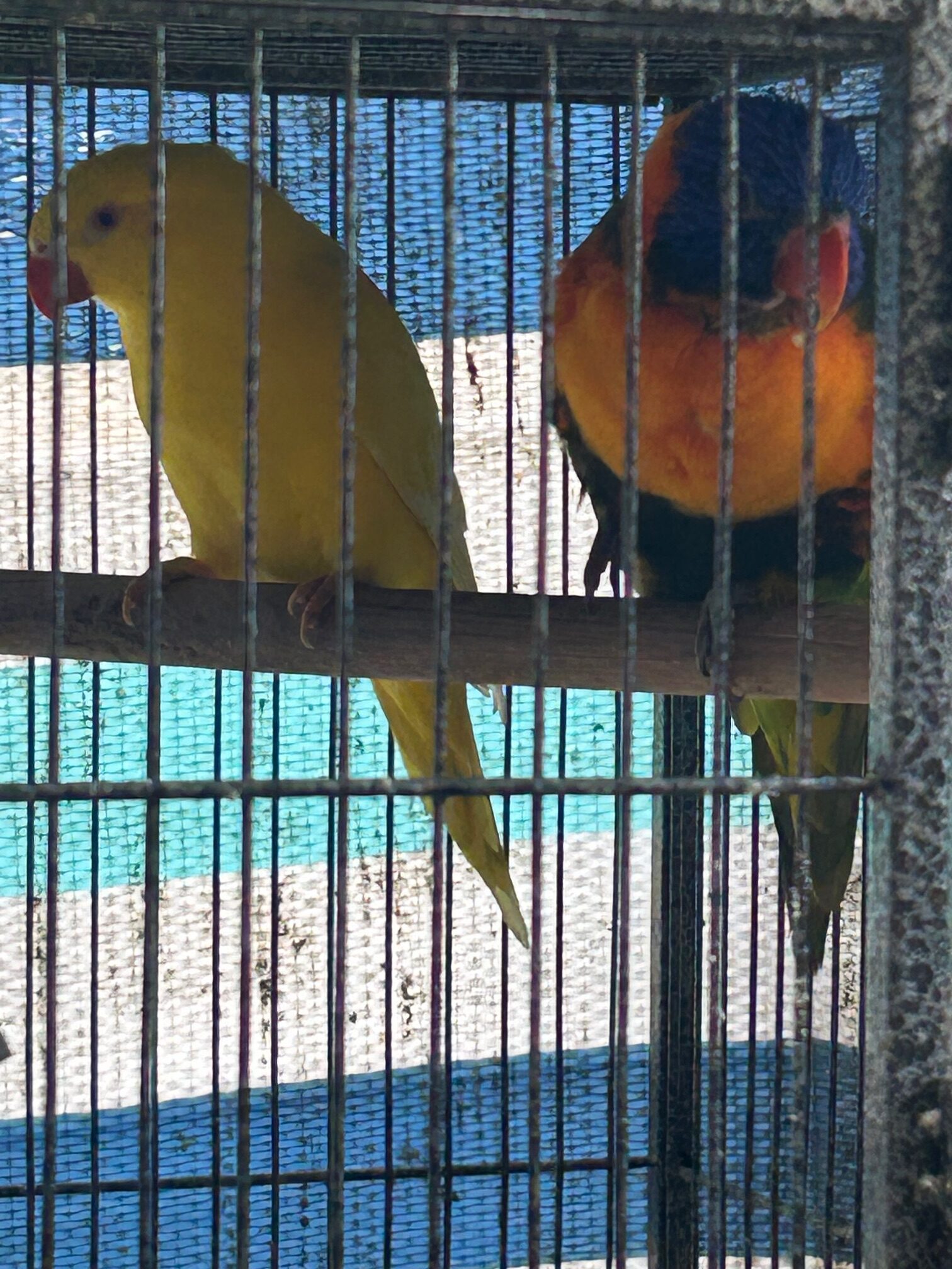 Best Friends- Rainbow Hen & Scaly Breasted Lorikeet- Lutino Hen - Image 3