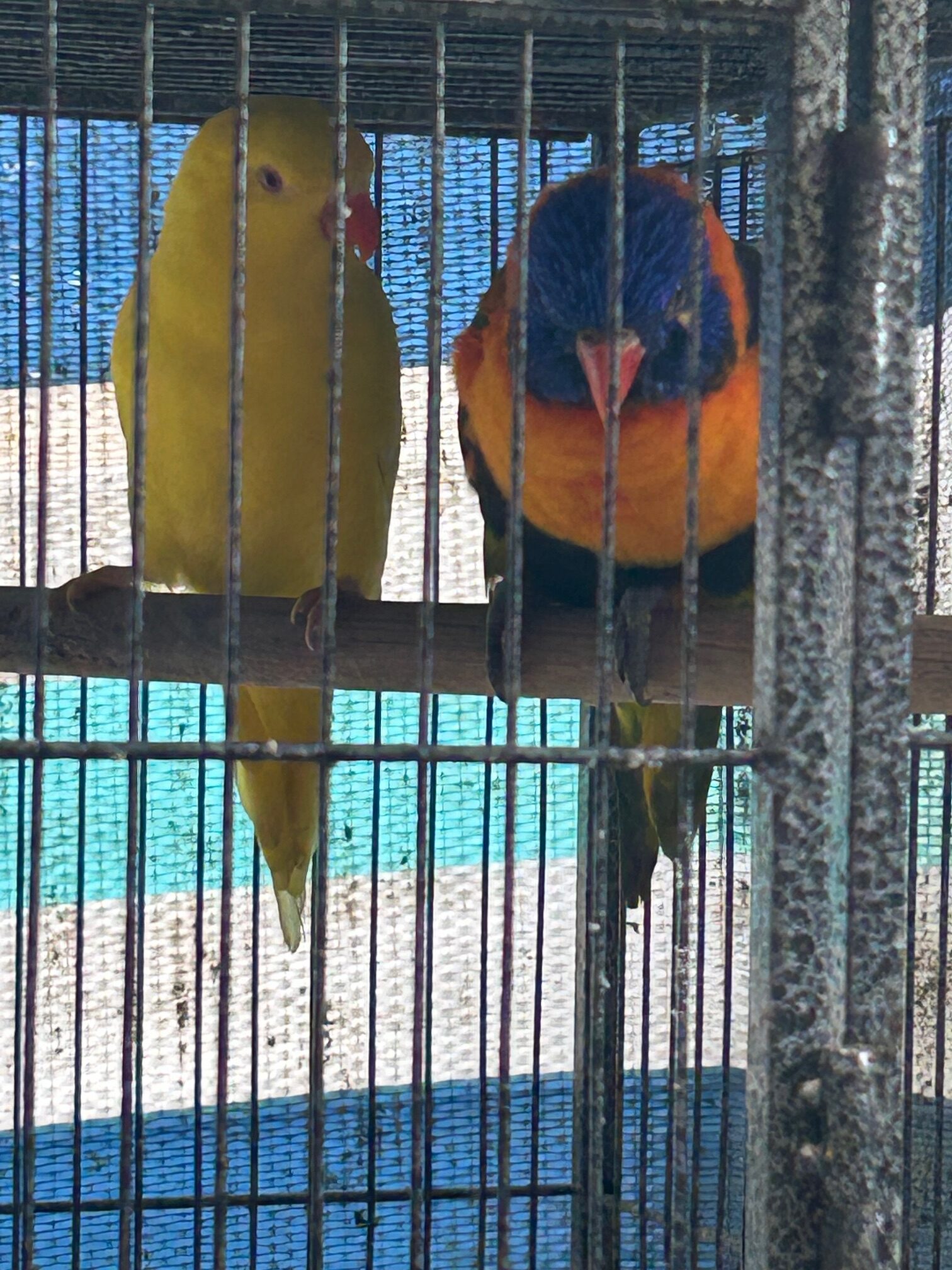Best Friends- Rainbow Hen & Scaly Breasted Lorikeet- Lutino Hen - Image 4