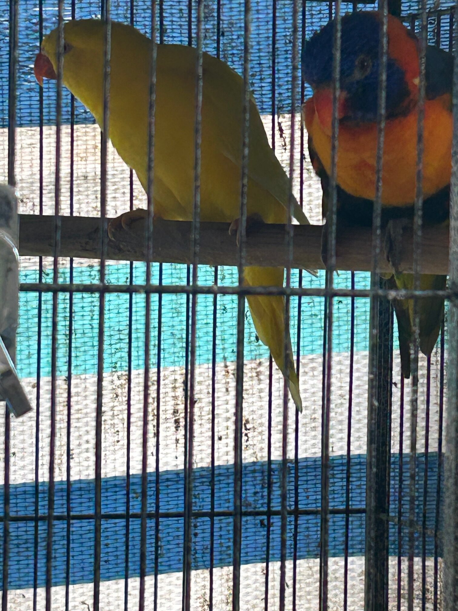 Best Friends- Rainbow Hen & Scaly Breasted Lorikeet- Lutino Hen - Image 5