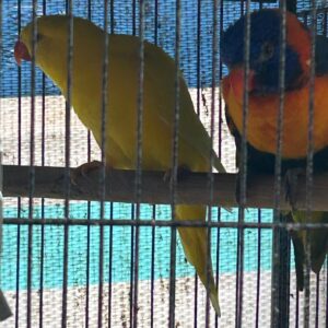Best Friends- Rainbow Hen & Scaly Breasted Lorikeet- Lutino Hen