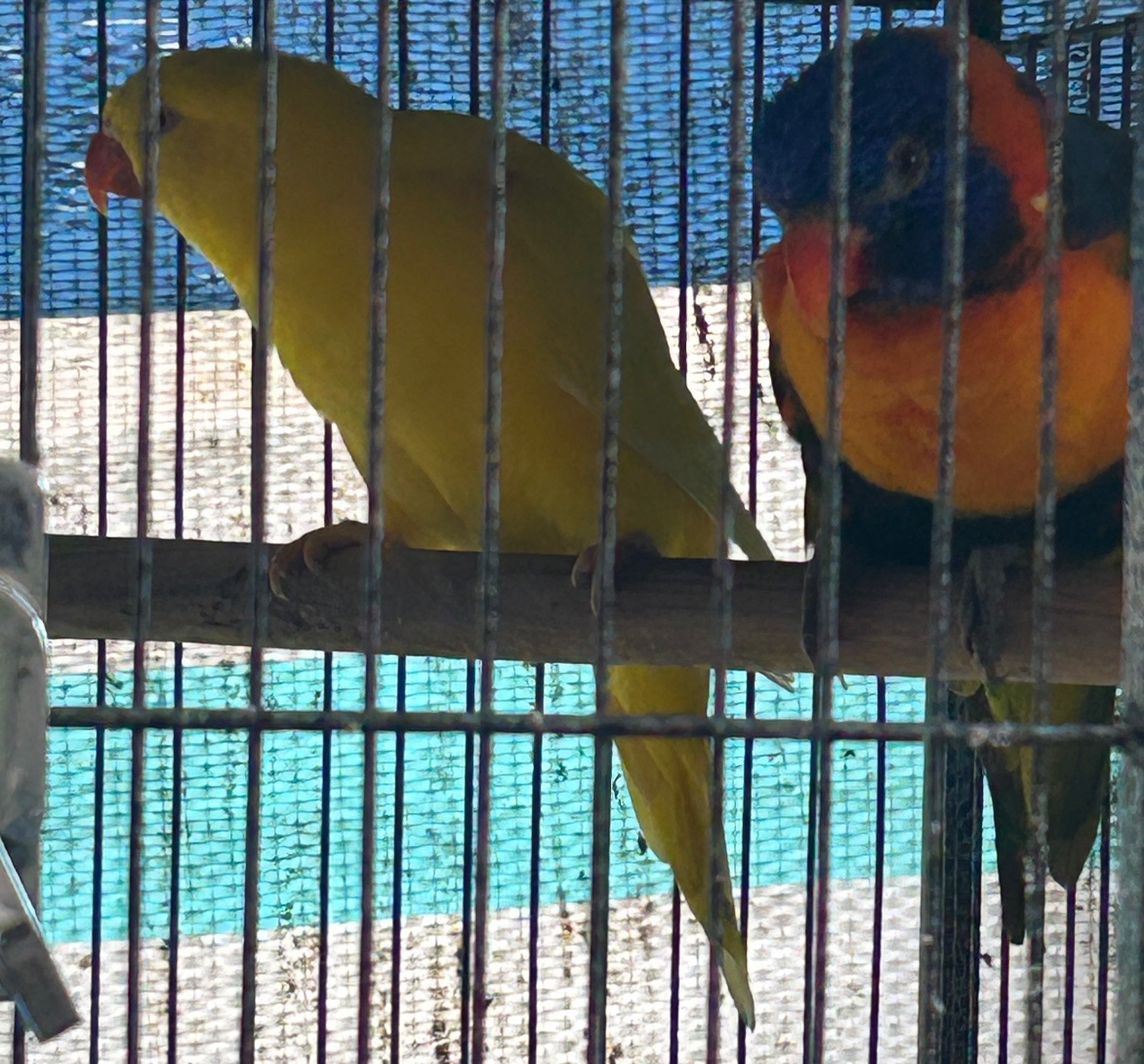 Best Friends- Rainbow Hen & Scaly Breasted Lorikeet- Lutino Hen