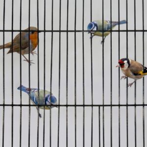 Cage Doors- Small Birds